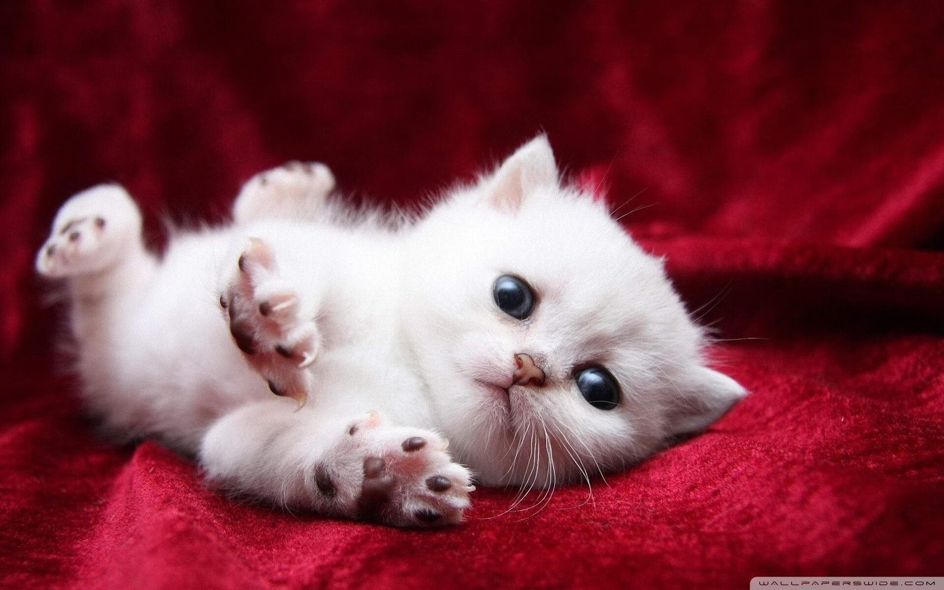 九游电竞-NBA球队管理层决策流程科学化研究,nba管理人员