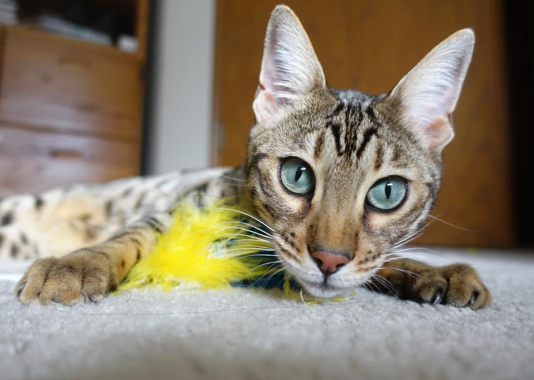 九游官网pc-NBA联盟赛事观众行为分析与体验提升,nba 观众